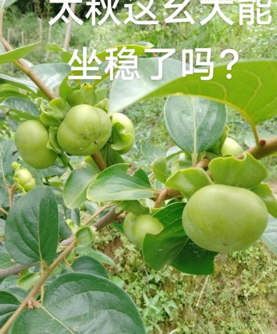 太秋柿子树耐寒多少度？权威数据与南北种植全攻略