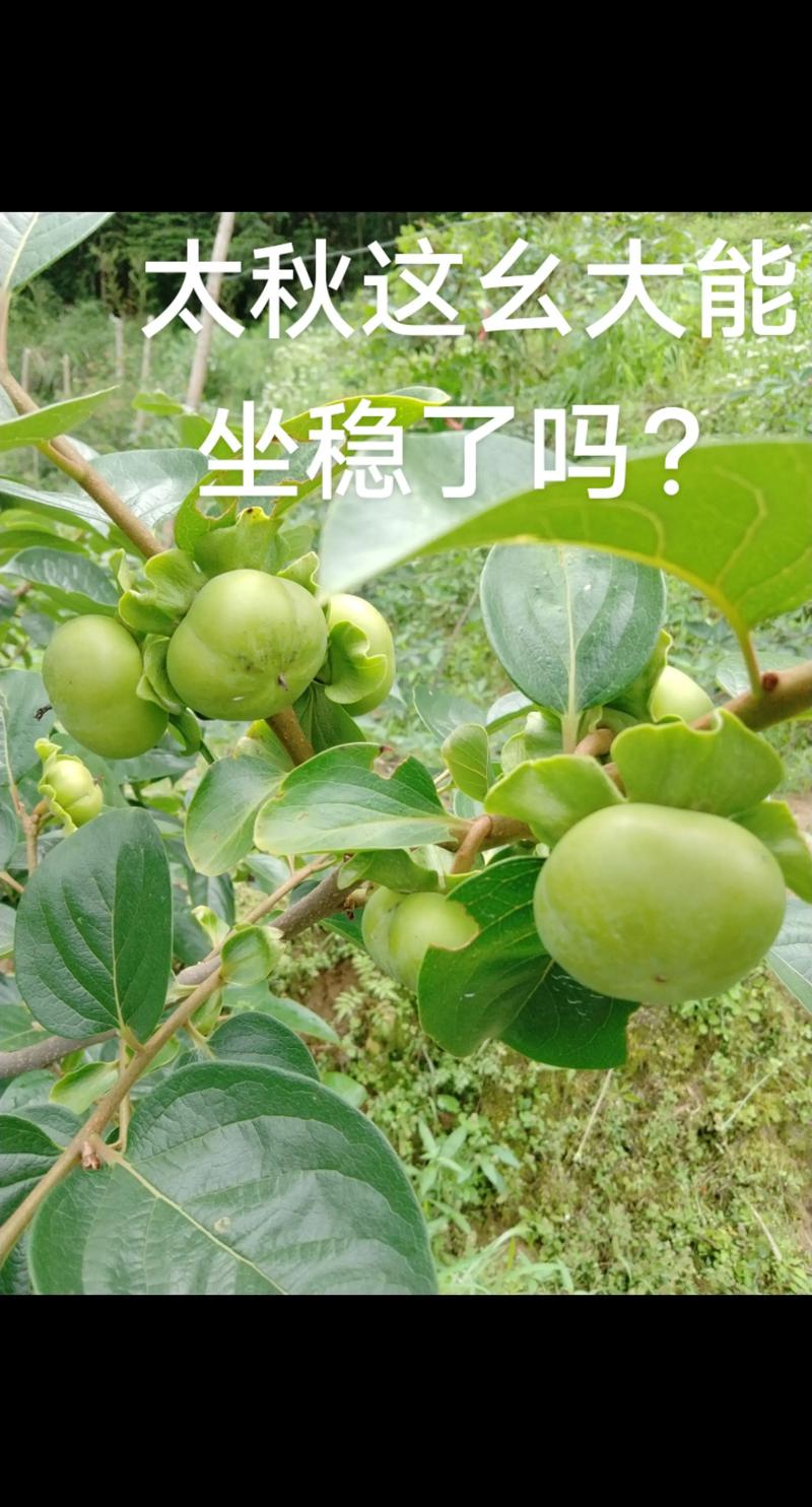 太秋柿子树是落叶乔木，耐寒性严格受地域和树龄影响