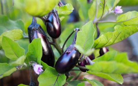 茄子开花施什么肥料最好？