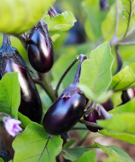 茄子开花施什么肥料最好？