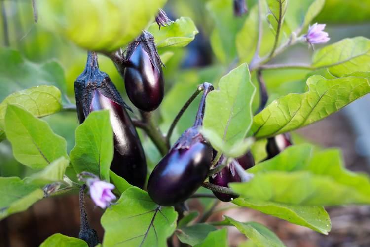 茄子开花施什么肥料最好? 1. 施肥管理:磷钾为主,控氮促花