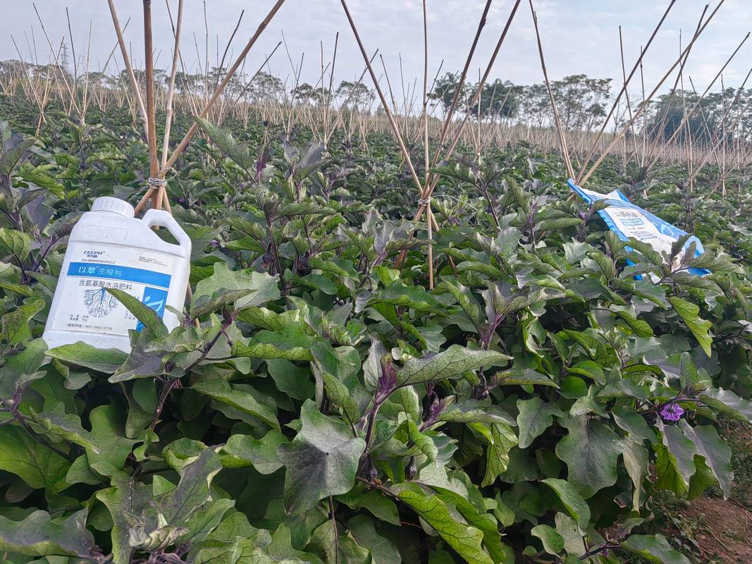 茄子开花施什么肥料最好? 2. 光照管理:充足光照是坐果基础