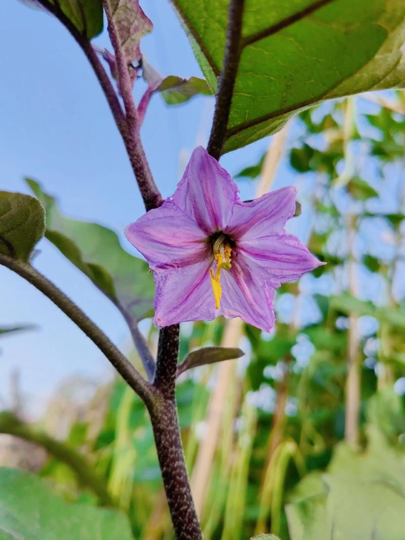 茄子开花施什么肥料最好? 4. 修剪管理:整枝打杈