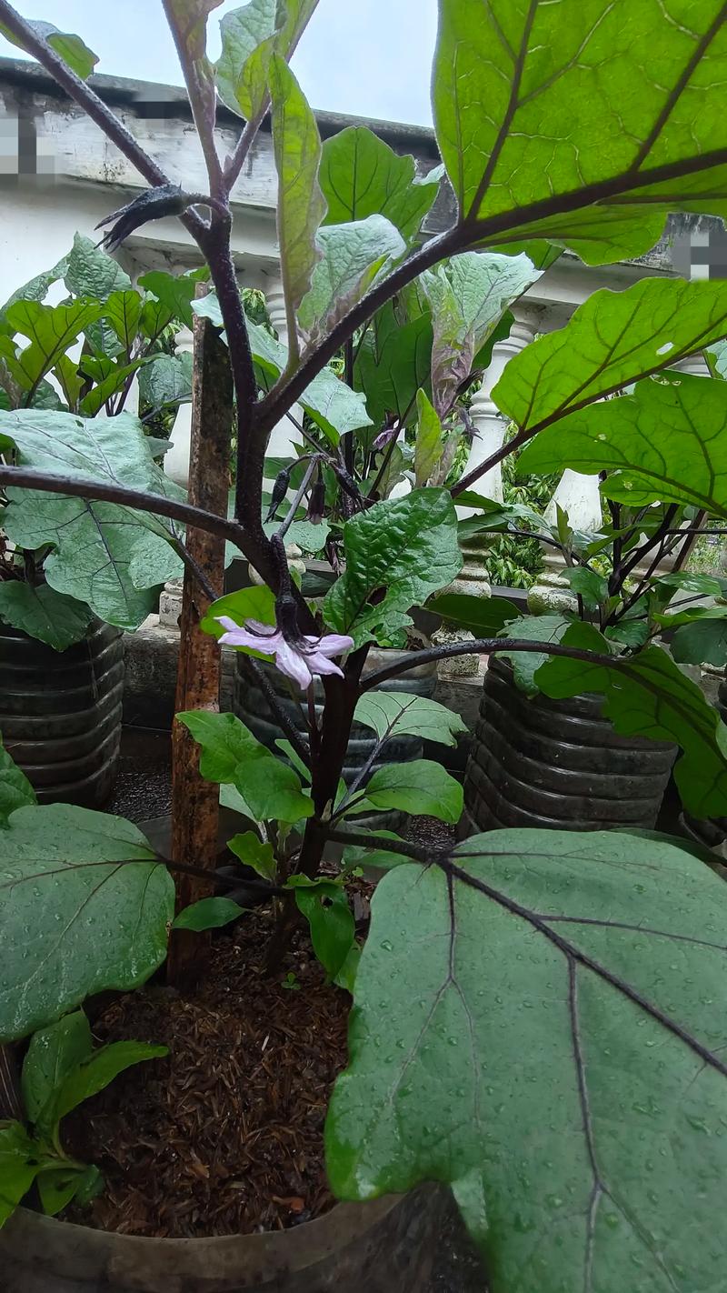 茄子开花施什么肥料最好? 3. 浇水管理:控水促花(蹲苗)
