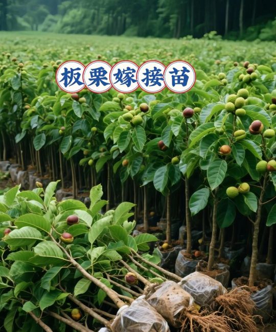 板栗种出来的苗能结果吗？实生苗与嫁接苗结果年限与产量全对比