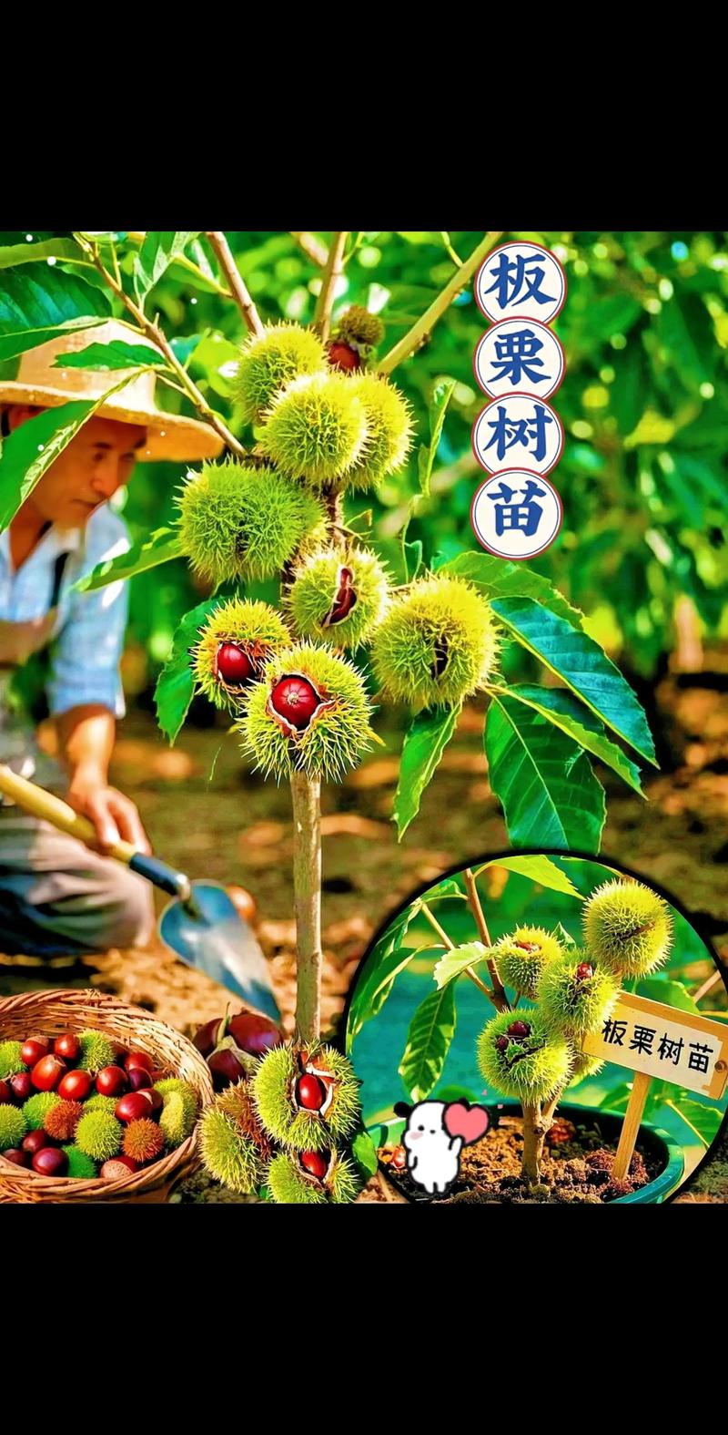板栗种出来的苗能结果吗?实生苗与嫁接苗结果年限与产量全对比 嫁接苗2-3年结果,品种纯正产量稳定