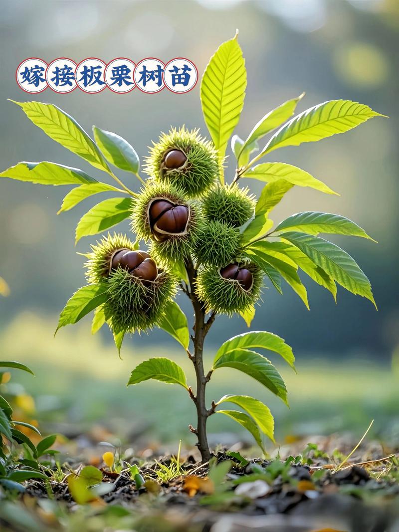 板栗种出来的苗能结果吗?实生苗与嫁接苗结果年限与产量全对比 南北板栗品种各有适种区,不可混种