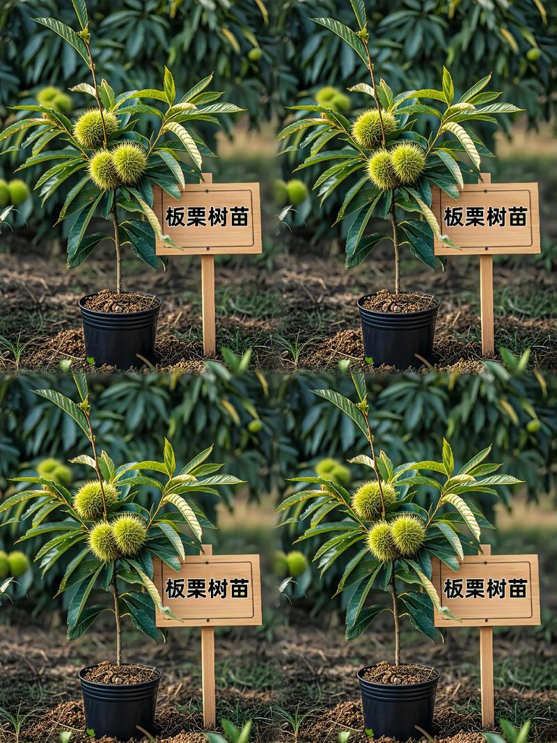 板栗种出来的苗能结果吗?实生苗与嫁接苗结果年限与产量全对比 板栗自花不实,必须按10:1配授粉树