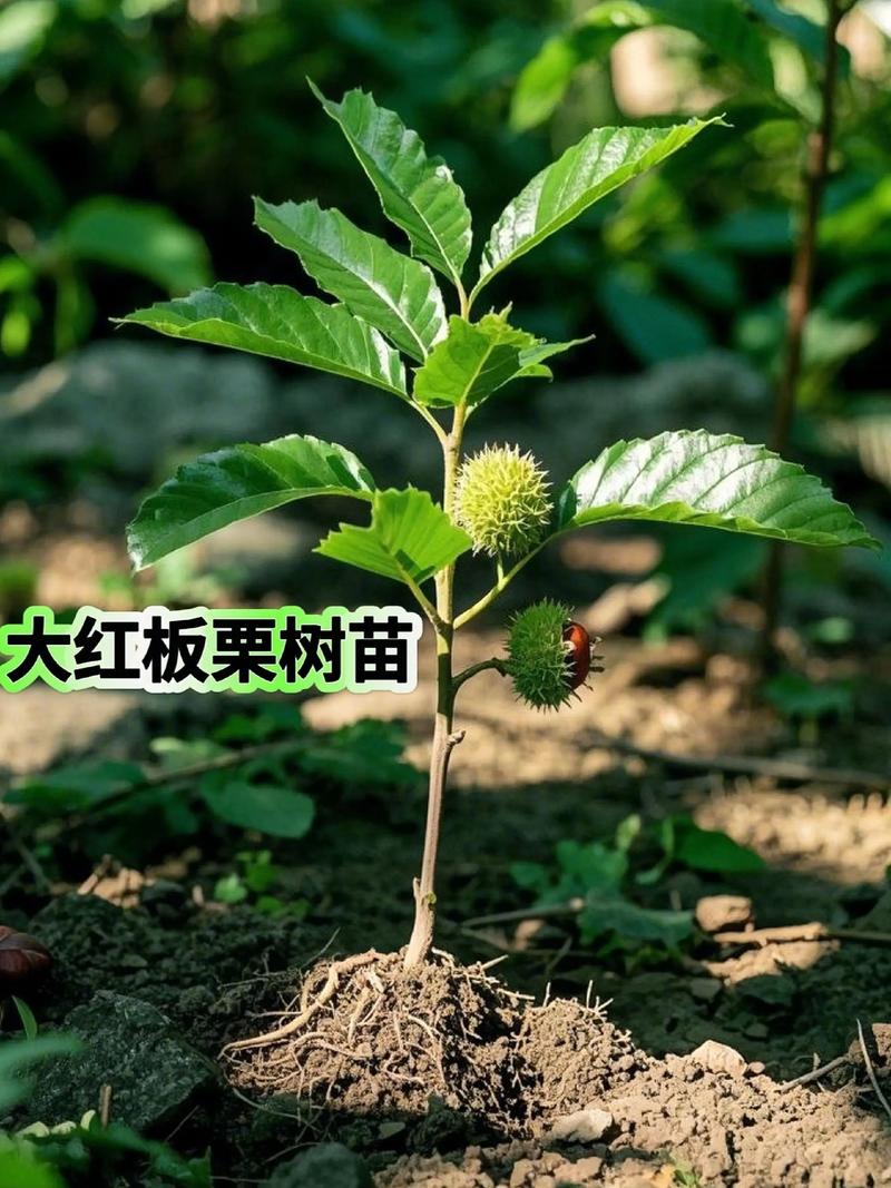 板栗种出来的苗能结果吗?实生苗与嫁接苗结果年限与产量全对比 FAQ