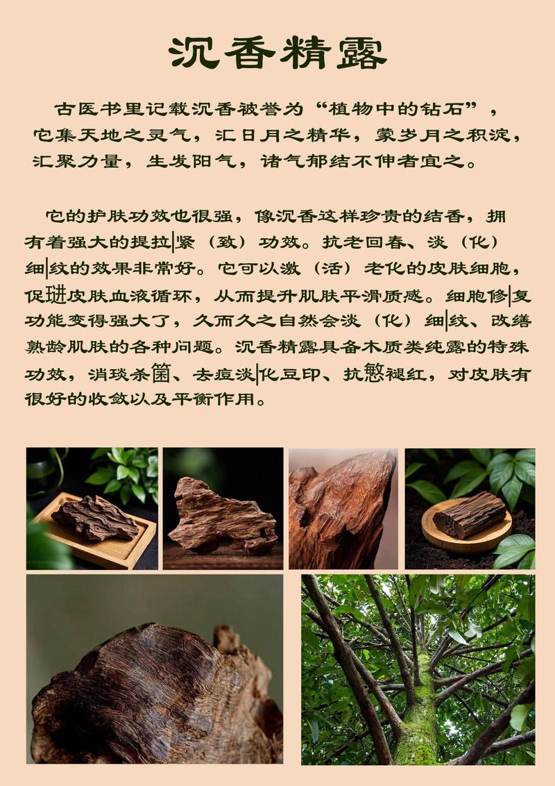 沉香种子能否提取沉香精油?一文说清来源与萃取真相 二、沉香种子能榨出什么油?