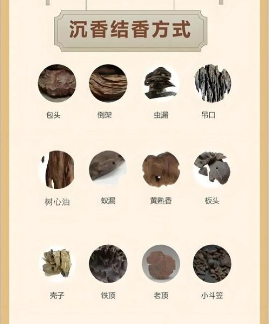 沉香种子能否提取沉香精油？一文说清来源与萃取真相