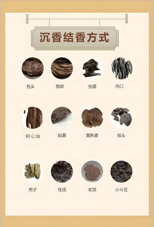 沉香种子能否提取沉香精油?一文说清来源与萃取真相 一、沉香精油到底从哪里来?