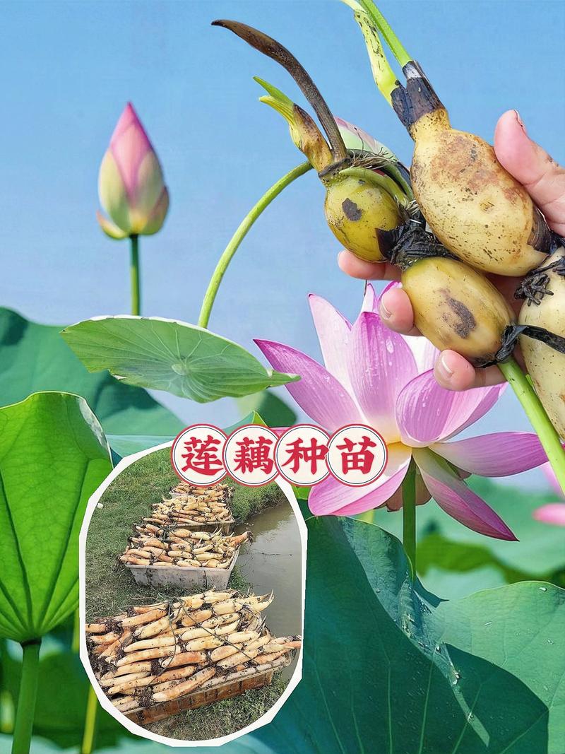 精品荷花苗哪里有卖?正规采购渠道与品质鉴别指南 第一步:明确需求,锁定候选渠道