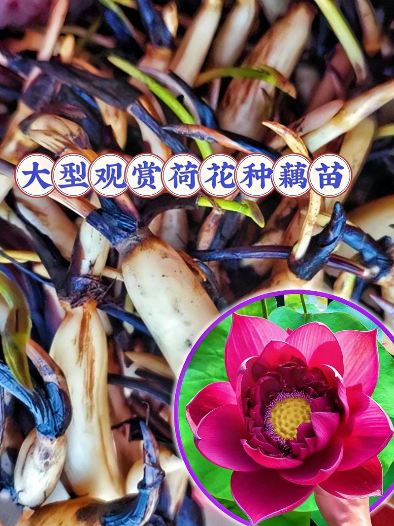 精品荷花苗哪里有卖?正规采购渠道与品质鉴别指南 第三步:规格标准——用数据说话
