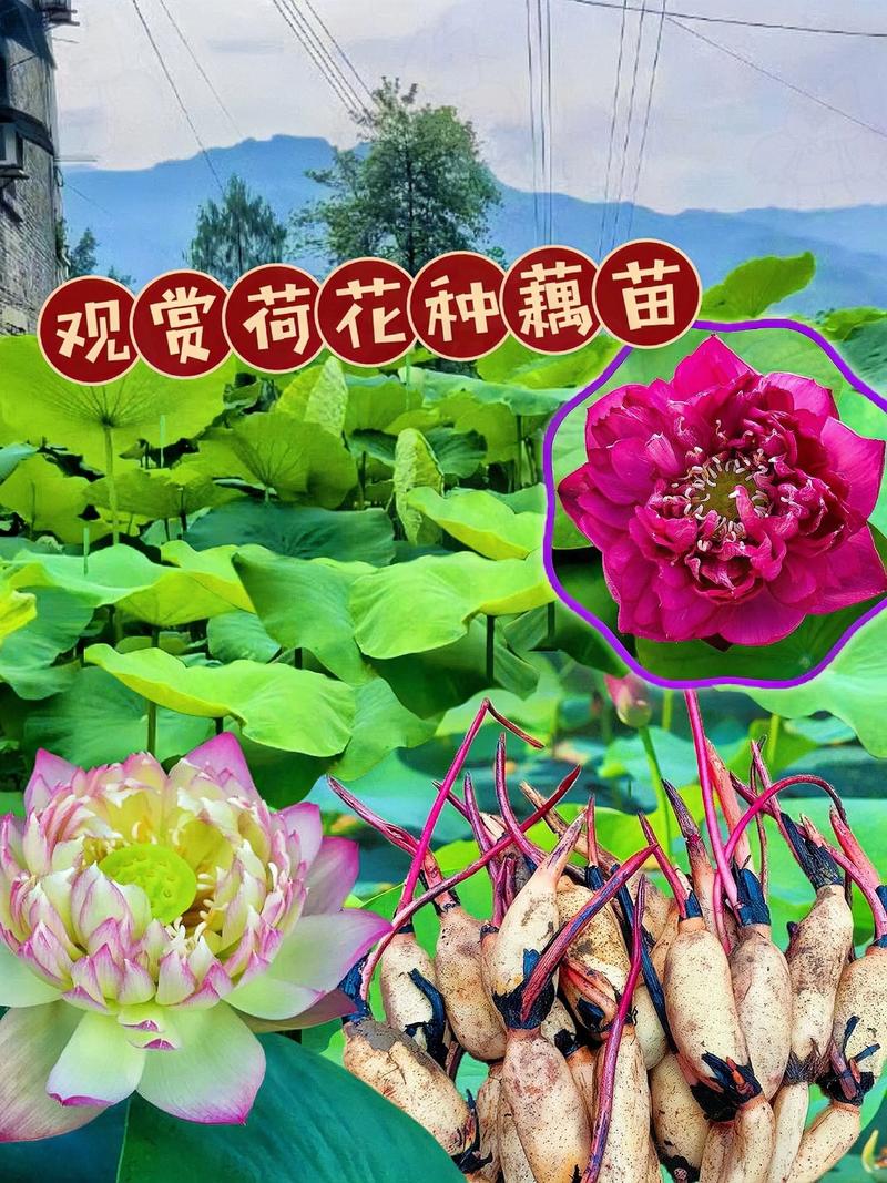 精品荷花苗哪里有卖?正规采购渠道与品质鉴别指南 第二步:品种真实性核查——拒绝“以菜充荷”