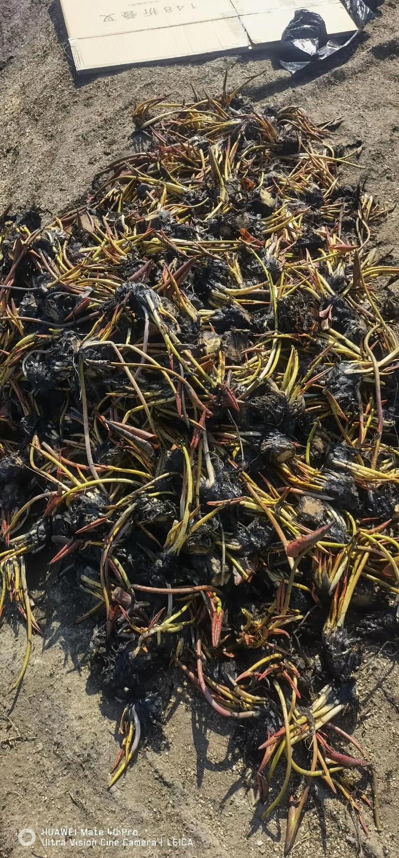 精品荷花苗哪里有卖?正规采购渠道与品质鉴别指南 第五步:检疫与售后——合同优先