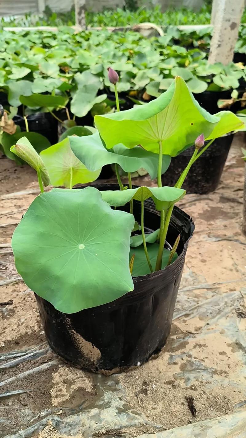 精品荷花苗哪里有卖?正规采购渠道与品质鉴别指南 总结