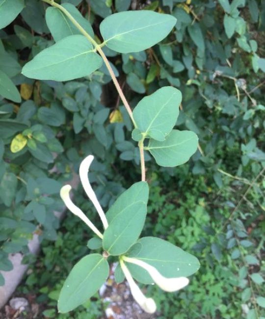 忍冬和金银花的区别是什么？一文看懂植物学名与药用价值