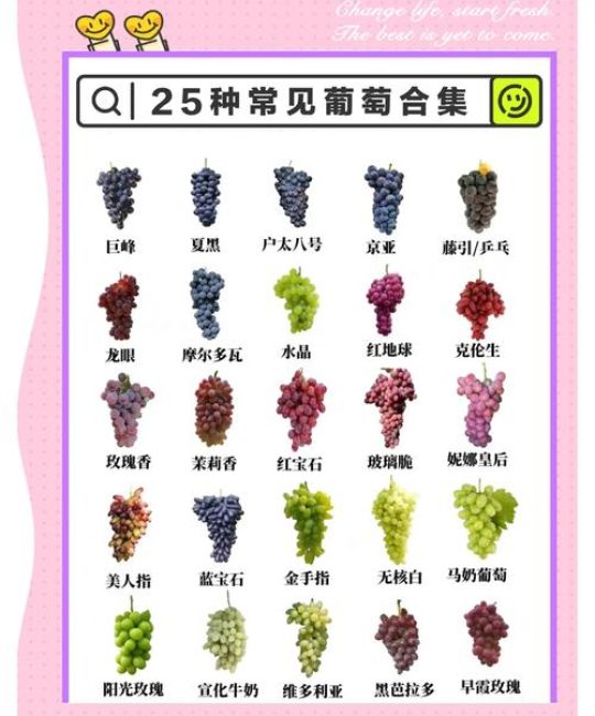 2026年早熟葡萄品种大全：家庭种植首选的4大品种对比与种植指南