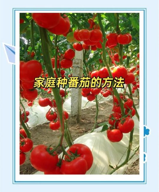 现在什么蔬菜可以种？春季番茄种植全攻略