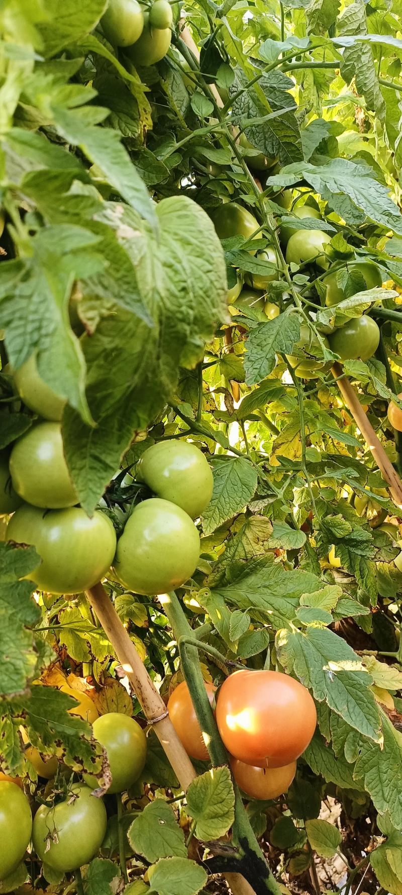 现在什么蔬菜可以种?春季番茄种植全攻略 二、土壤环境