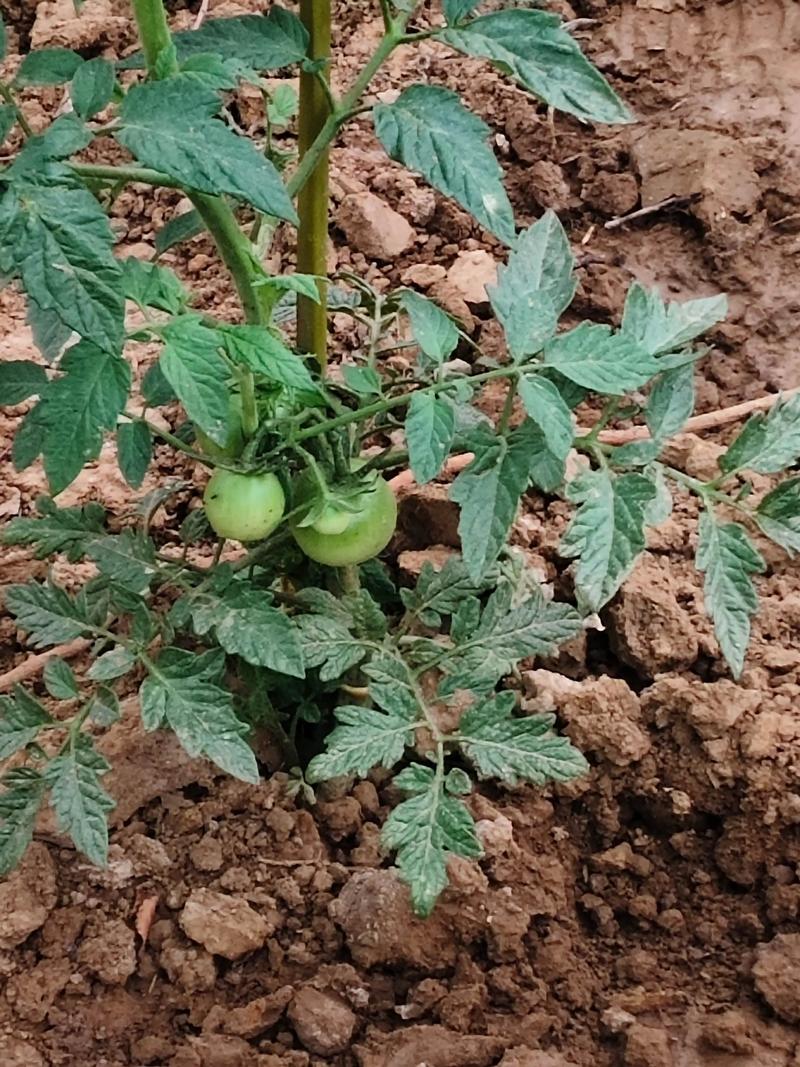 现在什么蔬菜可以种?春季番茄种植全攻略 三、栽前处理