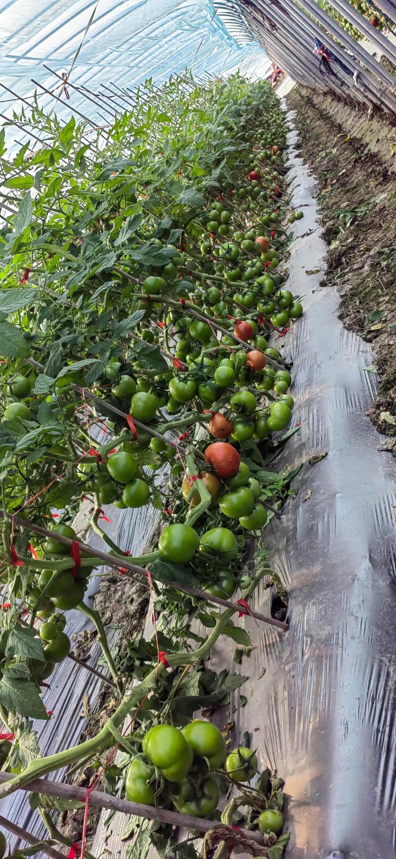 现在什么蔬菜可以种?春季番茄种植全攻略 五、浇定根水