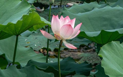 探秘荷花：这种水生植物到底长什么样？