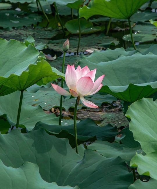 探秘荷花：这种水生植物到底长什么样？
