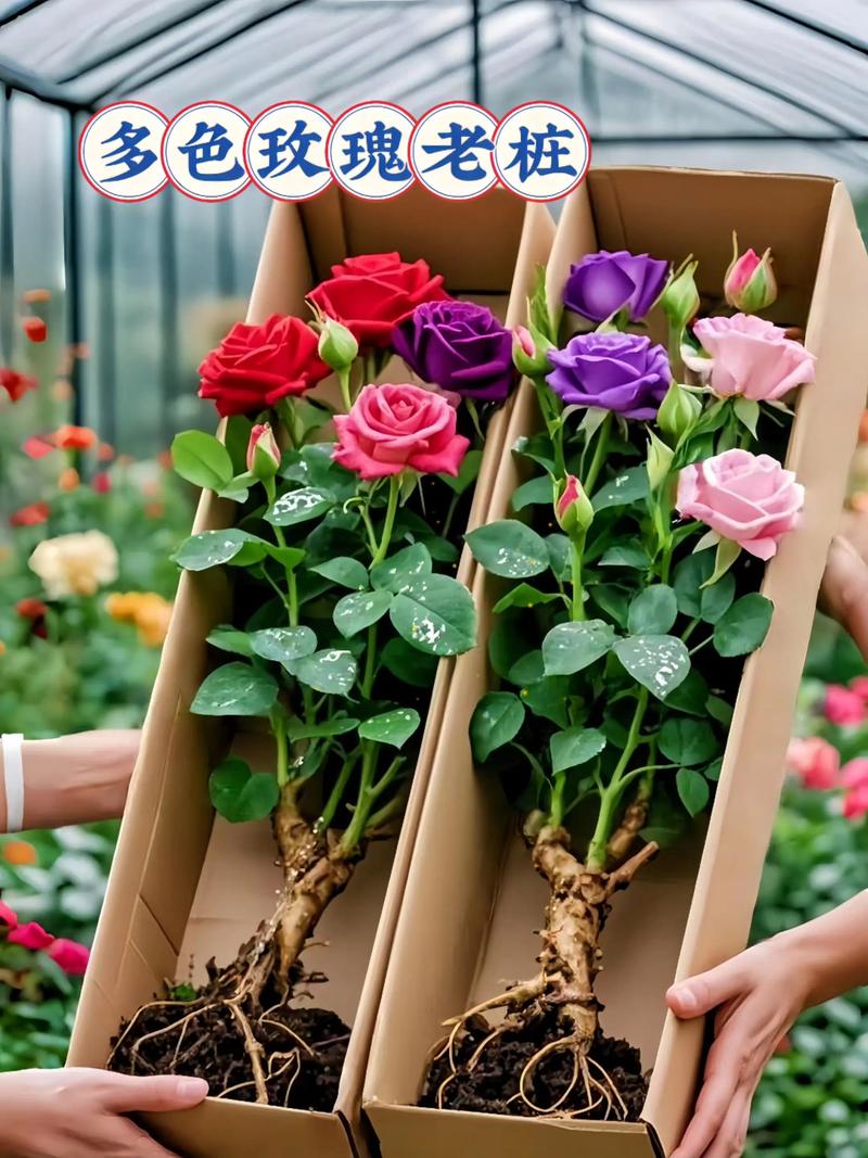 客厅能养玫瑰吗?新手适合养的品种和养护全攻略 越冬与越夏管理:分气候带操作清单