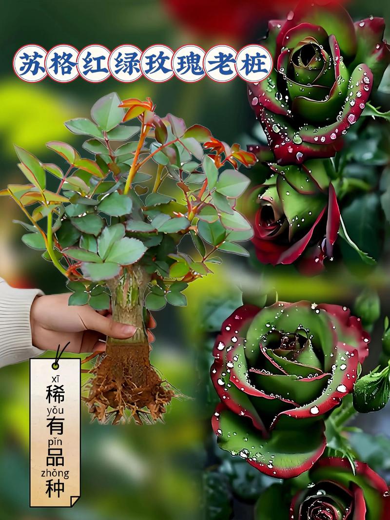 客厅能养玫瑰吗?新手适合养的品种和养护全攻略 FAQ