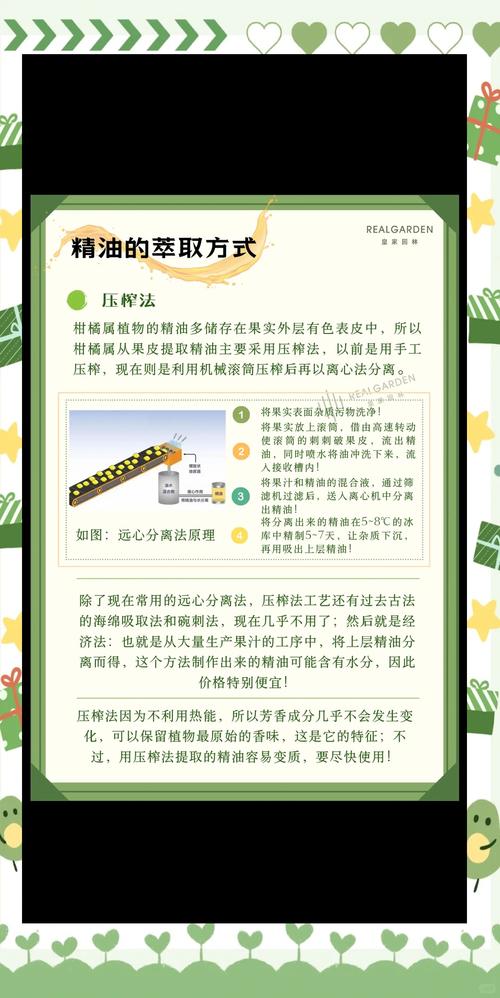 木姜子种植与精油提炼全攻略:从花园到香氛 木姜子的园艺价值