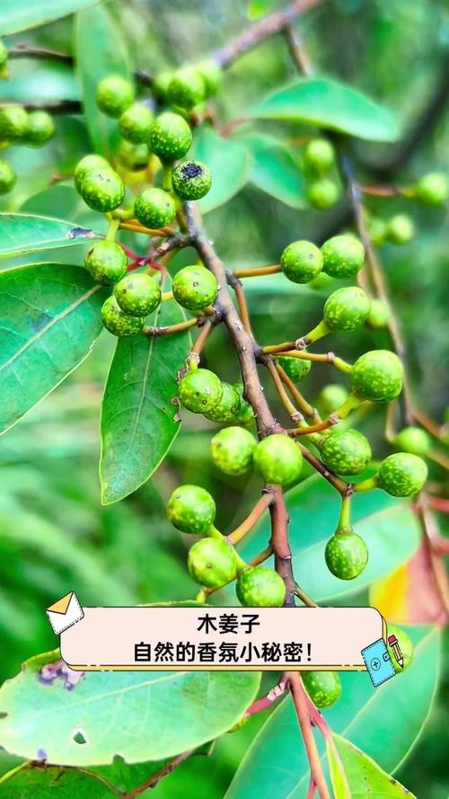 木姜子种植与精油提炼全攻略:从花园到香氛 收获与果实预处理