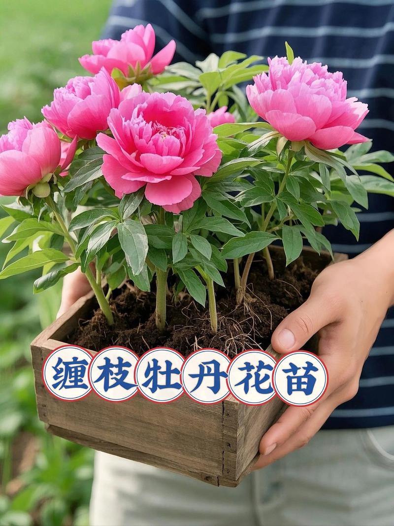 牡丹花苗真假怎么辨别 总结