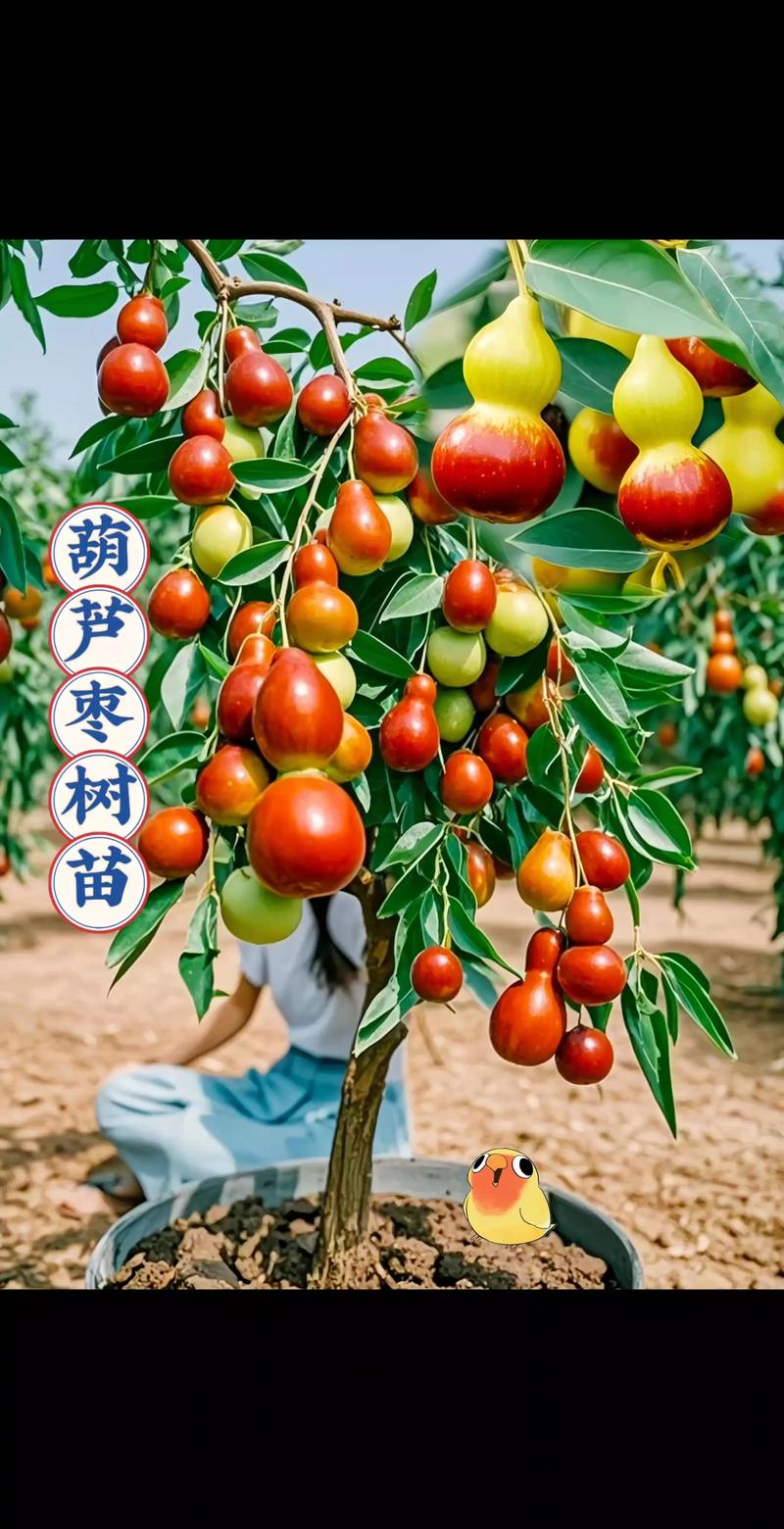 大枣树价格一棵多少钱?2026年市场参考与采购指南 大枣树价格一棵多少钱?2026年市场参考与采购指南
