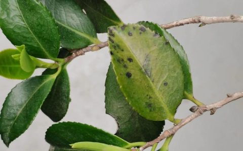 茶花叶发黄落叶是什么原因？常见病因与对症养护全解析