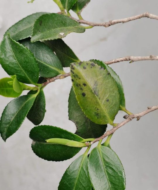 茶花叶发黄落叶是什么原因？常见病因与对症养护全解析
