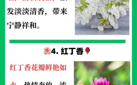 丁香花什么颜色最贵？揭秘稀有花色与养护全攻略