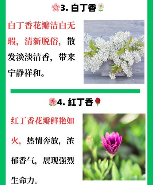 丁香花什么颜色最贵？揭秘稀有花色与养护全攻略