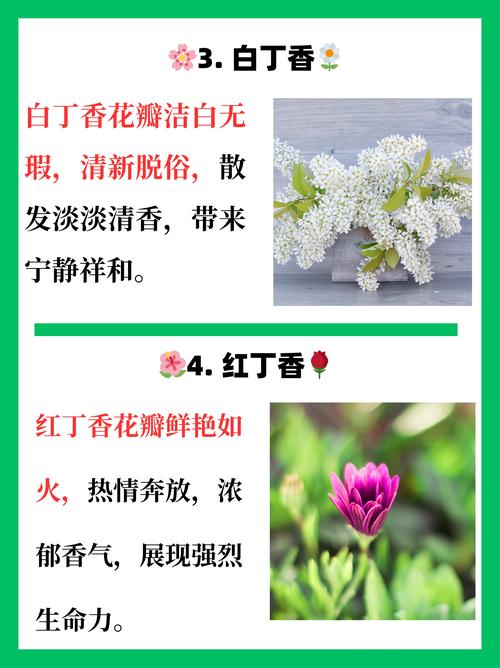 丁香花什么颜色最贵?揭秘稀有花色与养护全攻略 丁香花基础档案:花色、花期与品种价值