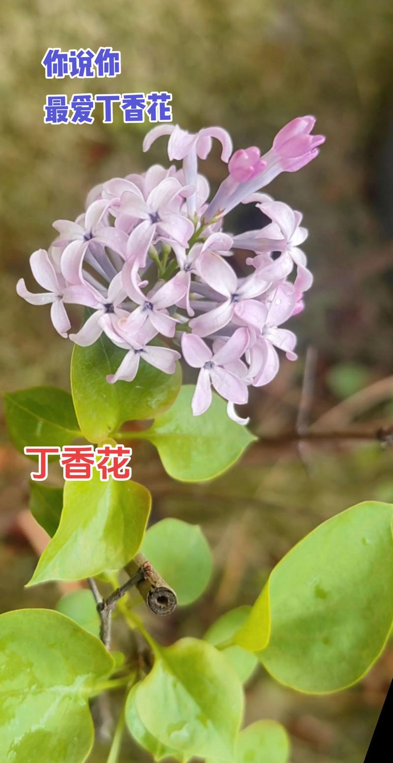 丁香花什么颜色最贵?揭秘稀有花色与养护全攻略 修剪促花系统指导:保障年年花开不断