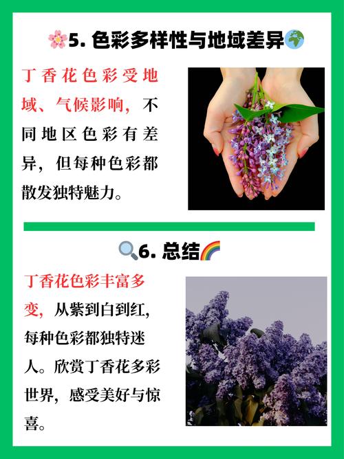丁香花什么颜色最贵?揭秘稀有花色与养护全攻略 光照与水肥精准方案:让稀有花色更饱满