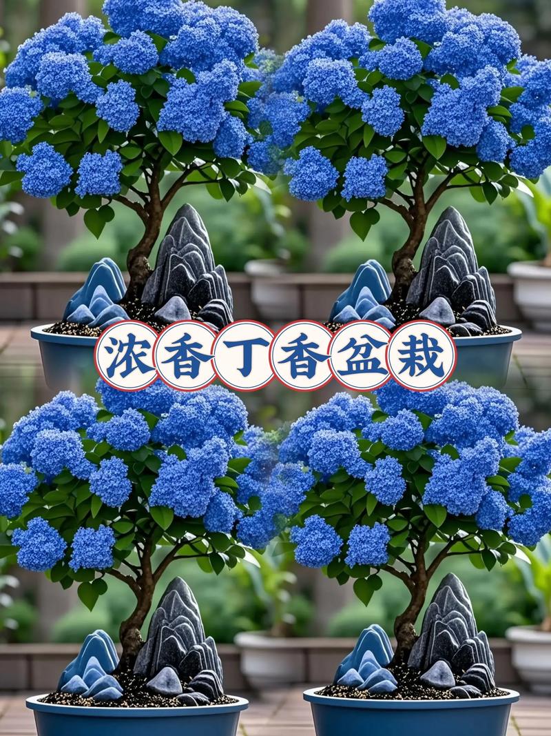 丁香花什么颜色最贵?揭秘稀有花色与养护全攻略 常见误区与纠正