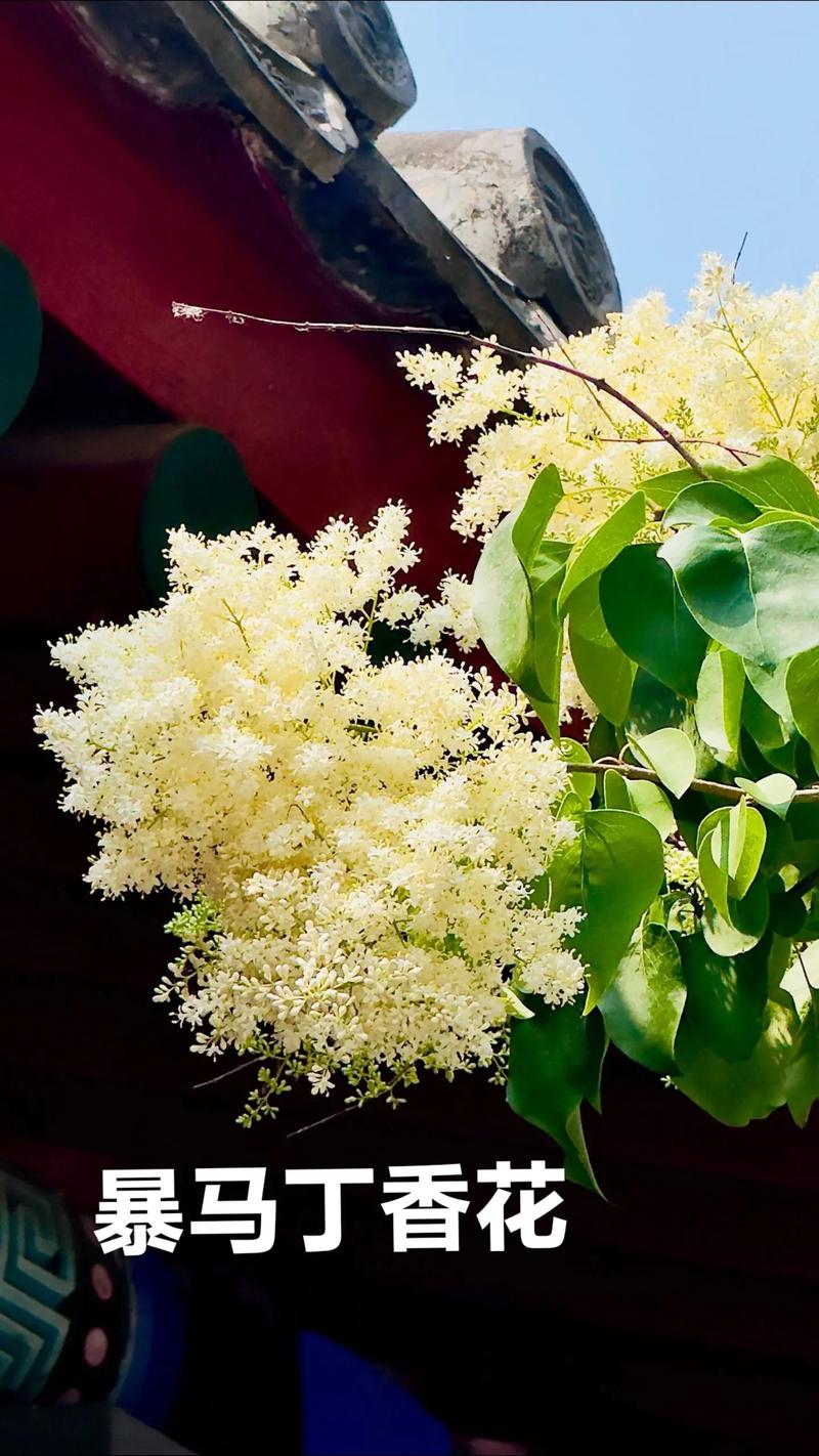 丁香花什么颜色最贵?揭秘稀有花色与养护全攻略 FAQ