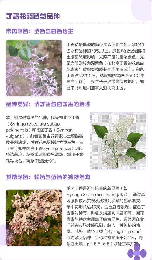 丁香花什么颜色最贵?揭秘稀有花色与养护全攻略 总结:3个核心可执行动作