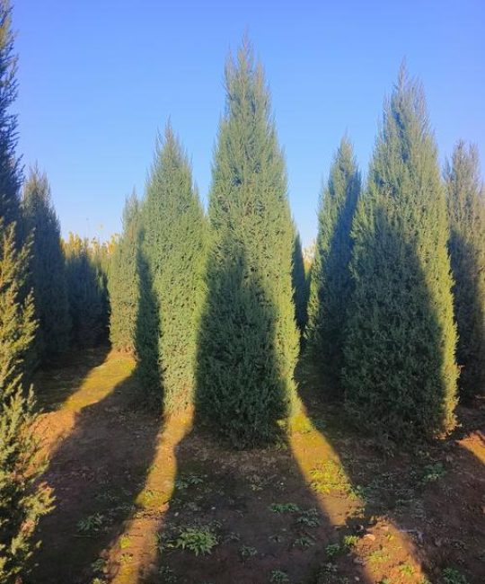 四季常青又速生：这5种乔木让你四季有绿荫，附南北种植攻略