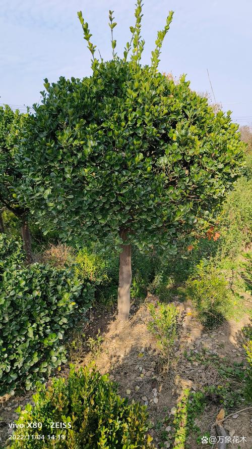 四季常青又速生:这5种乔木让你四季有绿荫,附南北种植攻略 5种推荐树种对比速览