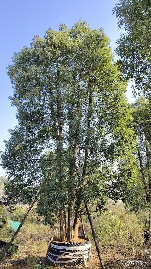 四季常青又速生:这5种乔木让你四季有绿荫,附南北种植攻略 3. 女贞(高杆女贞) (Ligustrum lucidum)