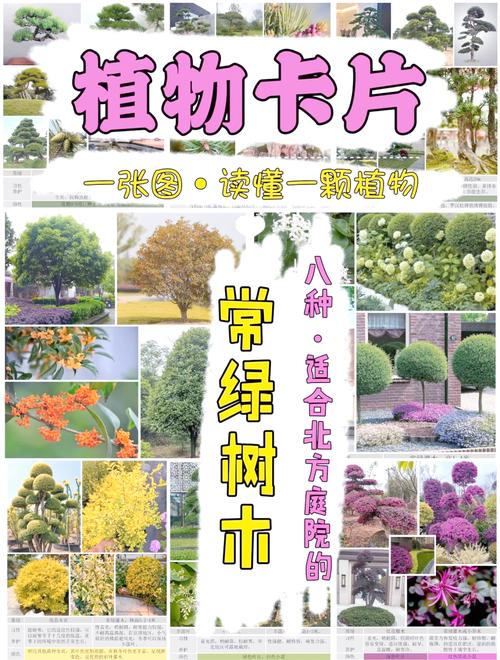 四季常青又速生:这5种乔木让你四季有绿荫,附南北种植攻略 常见误区纠正