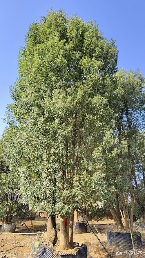 四季常青又速生:这5种乔木让你四季有绿荫,附南北种植攻略 总结:如何选择适合你的常绿速生树?